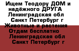 Ищем Теодору ДОМ и надёжного ДРУГА! - Ленинградская обл., Санкт-Петербург г. Животные и растения » Отдам бесплатно   . Ленинградская обл.,Санкт-Петербург г.